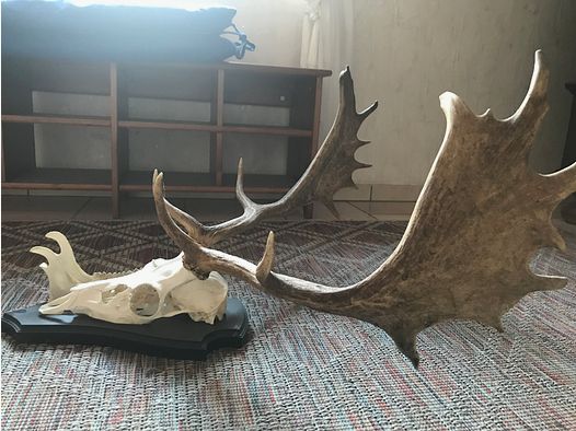 Damwild Haupt Aufgesetzt NEU