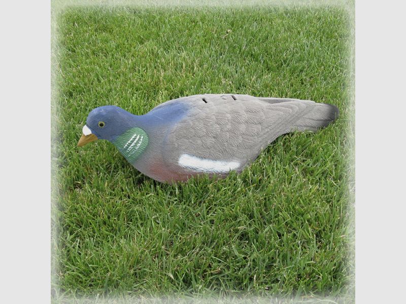 Half dove shell, image 2 of 2