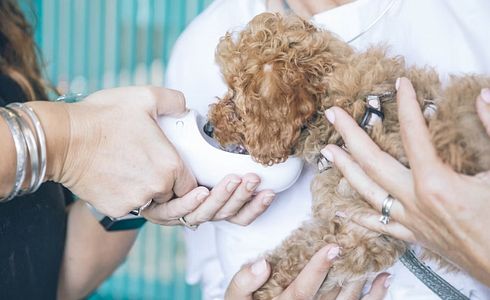 Wie hoch sind die Tierarztkosten für einen Hund?