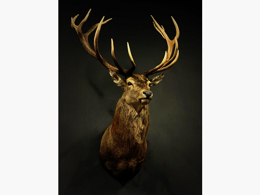 Schulterpräparat großer Hirsch 16