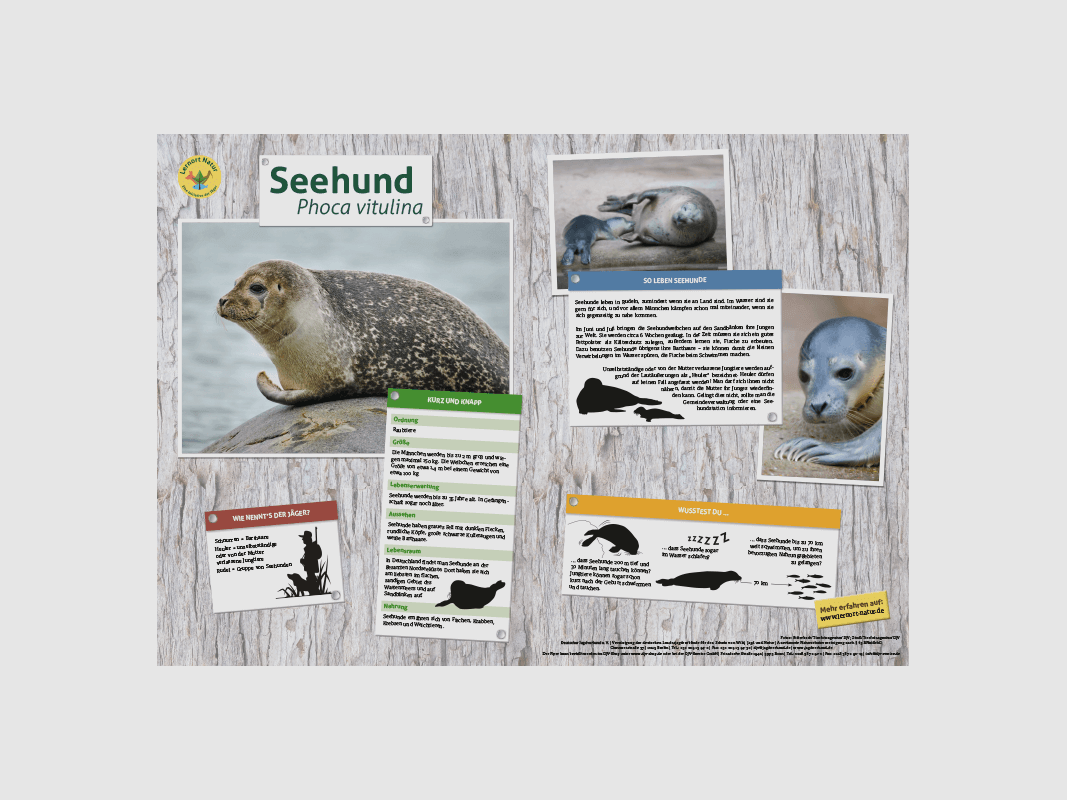 Lieu d'apprentissage Nature Tableau des animaux DIN A3 Phoque