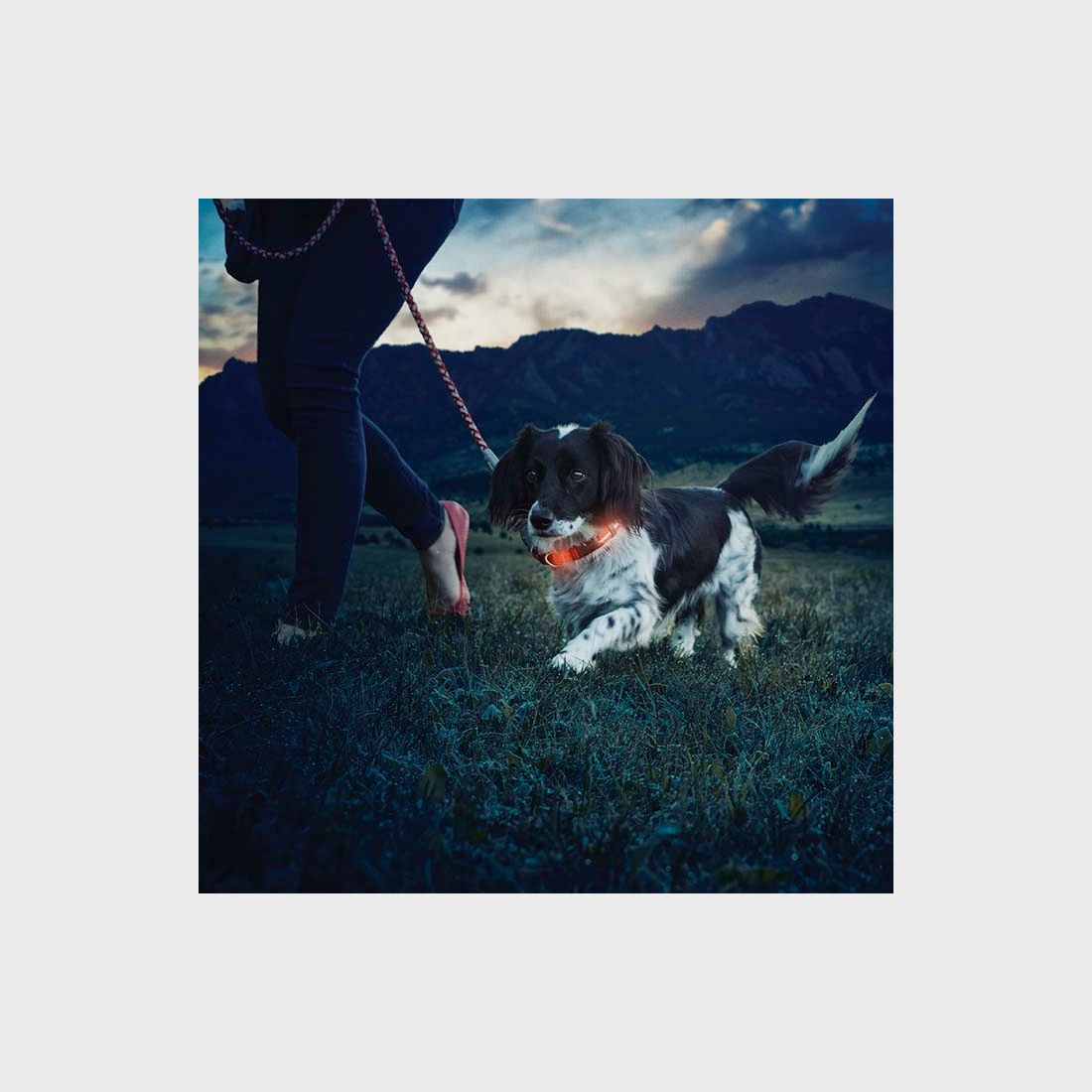 NITE DAWG LED HUNDEHALSBAND - S