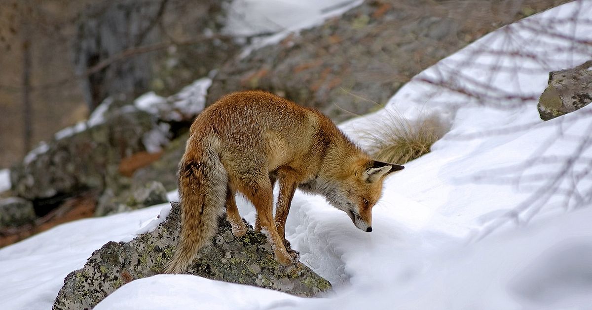 Fuchsjagd zur Ranz - Gunfinder