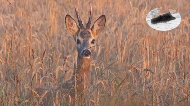 How to call in roebuck #7  Roebuck hunting Rehbock Blattjagd Chasse approche brocard