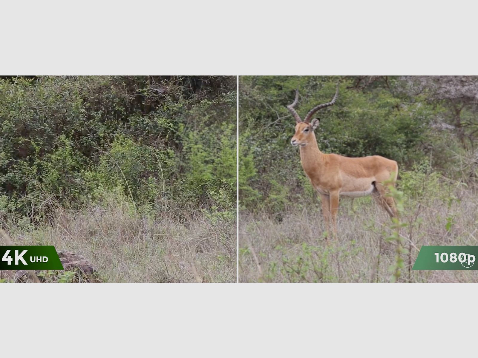 Reolink Go Ranger PT mit Solarpanel 4K 4G LTE Wildlife Camera mit 360 Grad Sicht