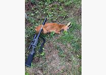Mauser M12 Stainless Impact .308 47cm - Swarovski Z8i 1.7-13.3x42 P SR - Dentler Mount - Best condition