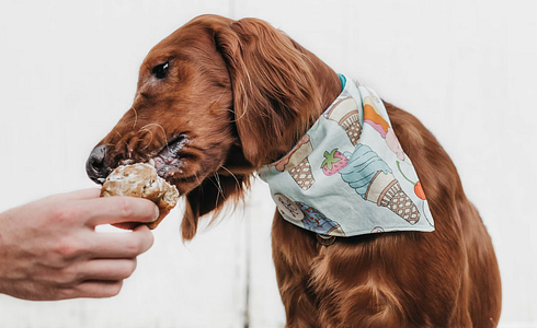 Caution Toxic - 10 Foods That Are Poisonous to Dogs!
