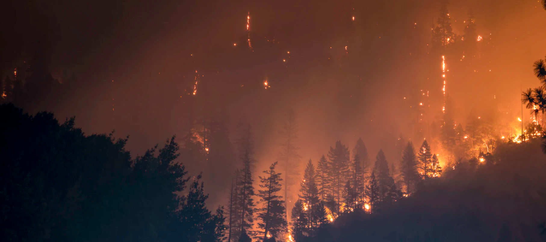 Attention! Forest Fire!