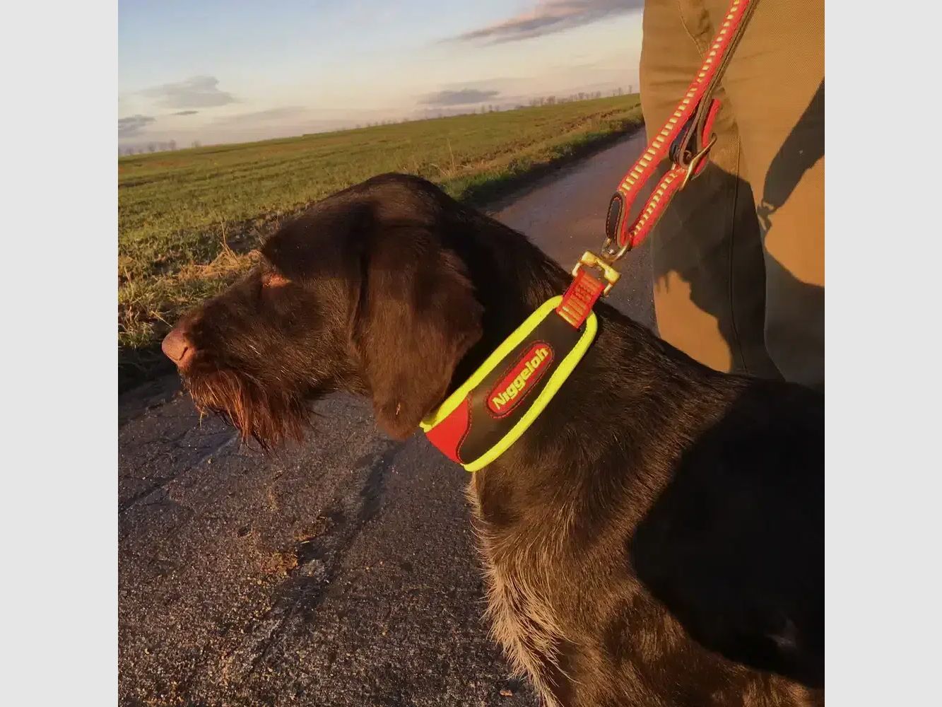 Niggeloh collier de chasse Trail Ultra