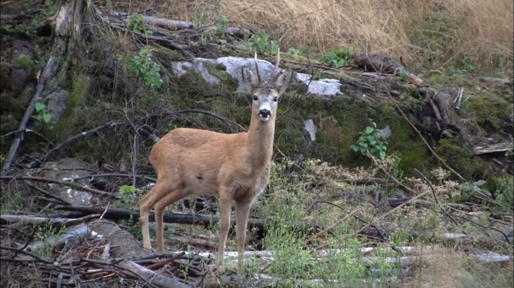 Bukkejakt Del 1, Rådyrjakt, Rådjursjakt, Roebuck calling, Bockjagd, med Jonas Breda