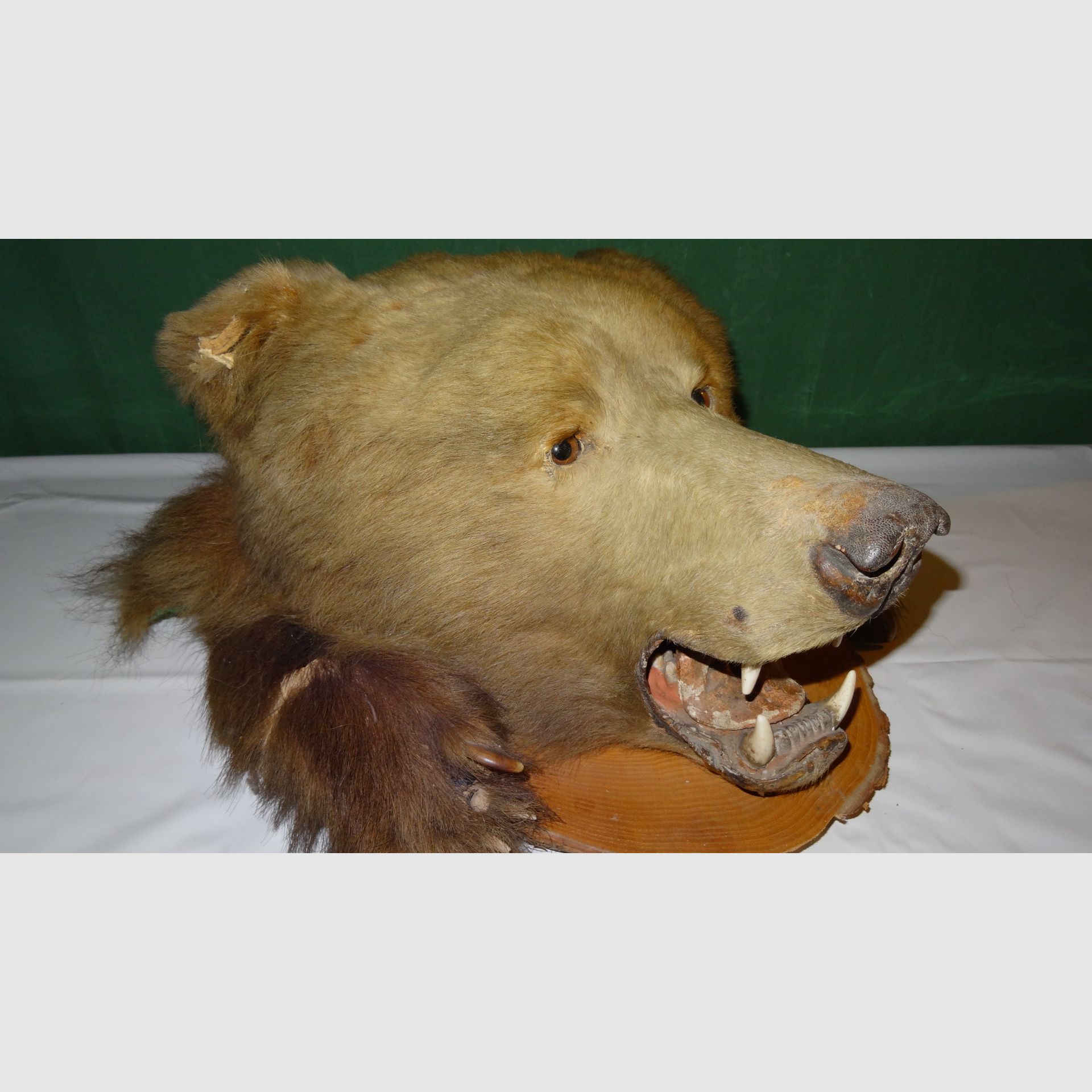 Cabeza de oso, trofeo, preparación como herencia, años 80, decoración