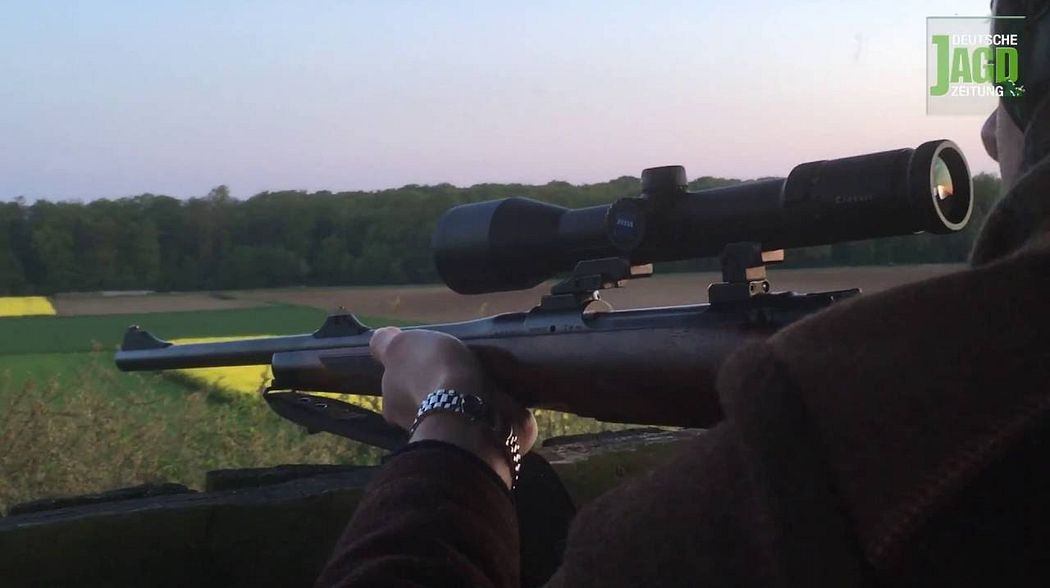 Jährlingsjagd im Mai