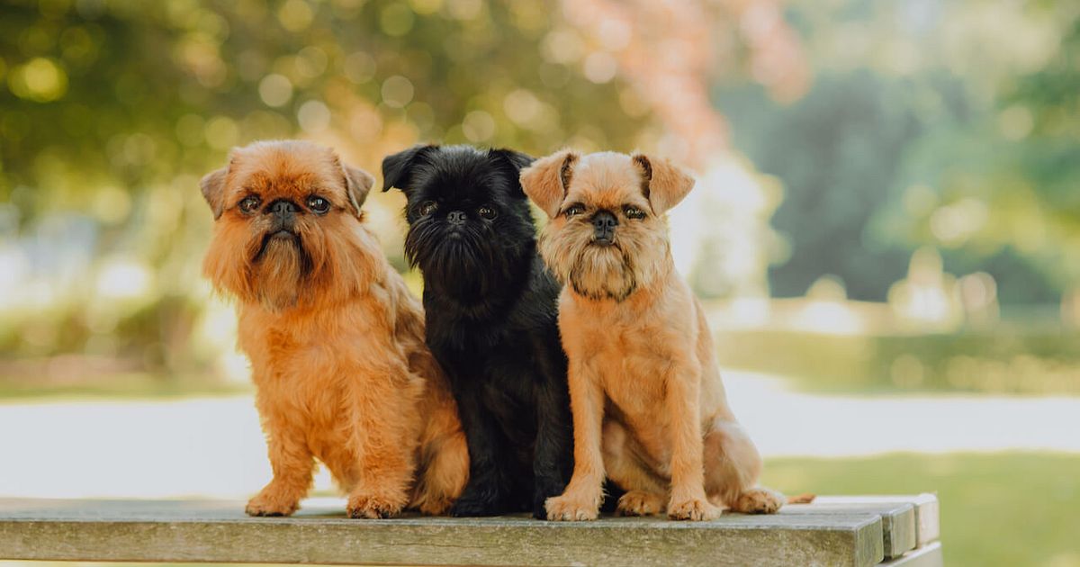 Breed Profile: Belgian Griffon - Gunfinder