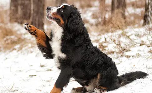 Pfotenpflege bei deinem Hund - was du beachten solltest