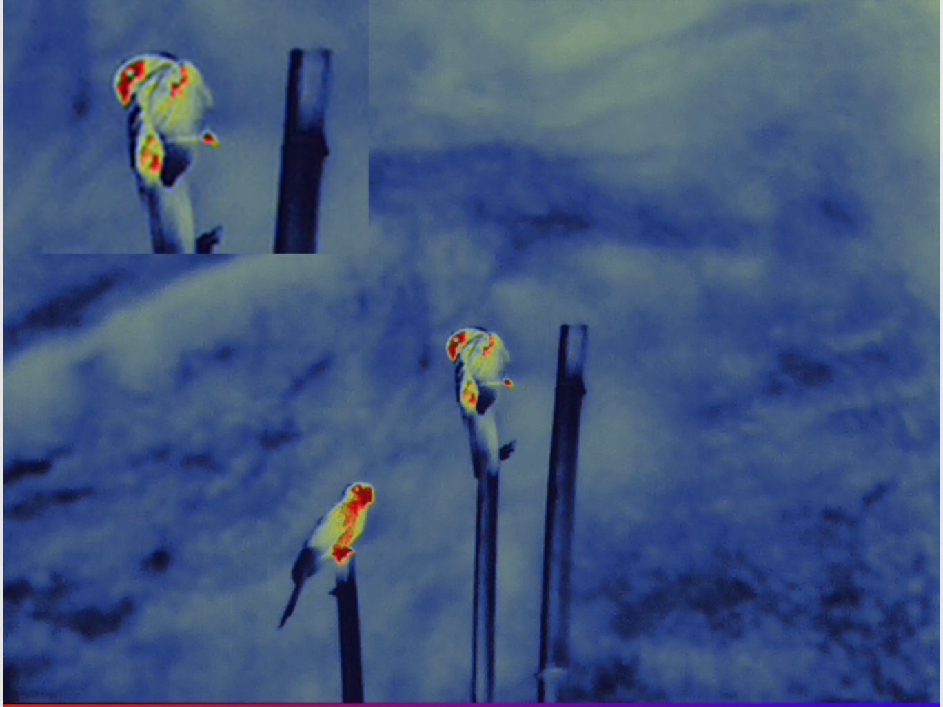 Guida binocolo termico TN430 portatile sensore 400x300