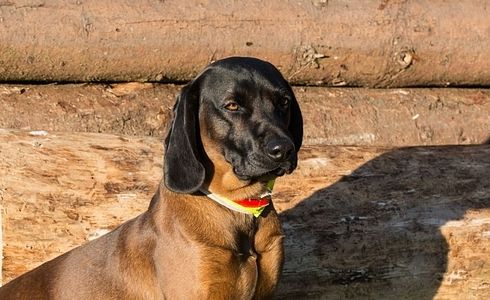 Rasseprofil: Bayrischer Gebirgsschweißhund (BGS)
