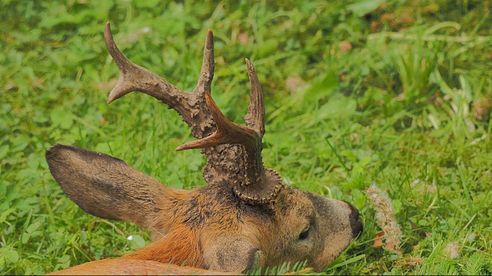 Erfolgreiche Bockjagd mit der Kamera festgehalten - Bockjagd in Pommern - Polen!