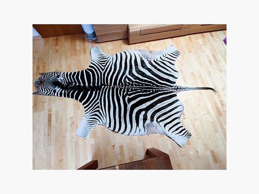 Echtes XXL Zebrafell aus Südafrika 325 cm UVP1999€