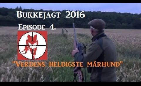 Bukkejagt "Mårhund på kornet"/ The raccoondog.