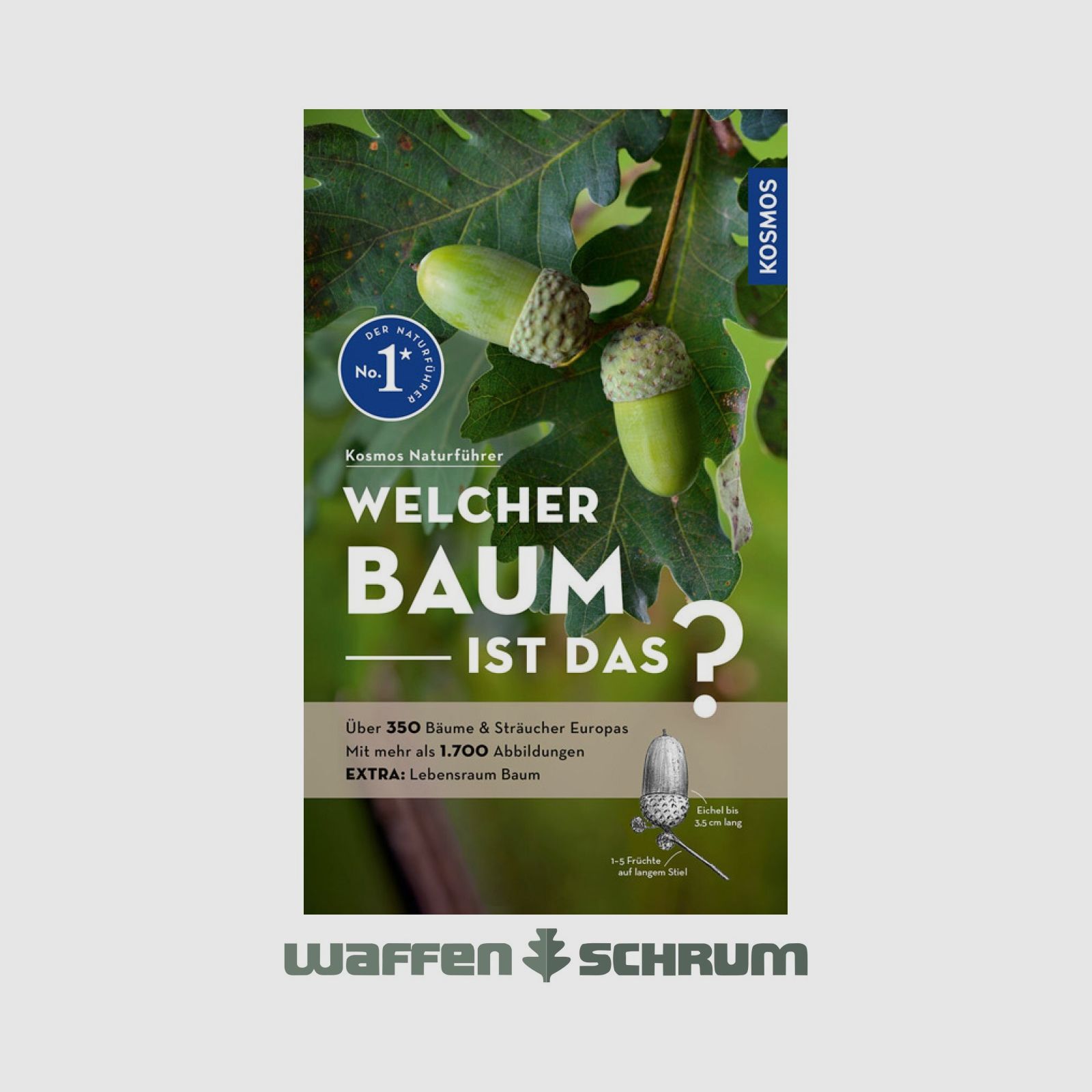 Kosmos Welcher Baum ist das? Spohn