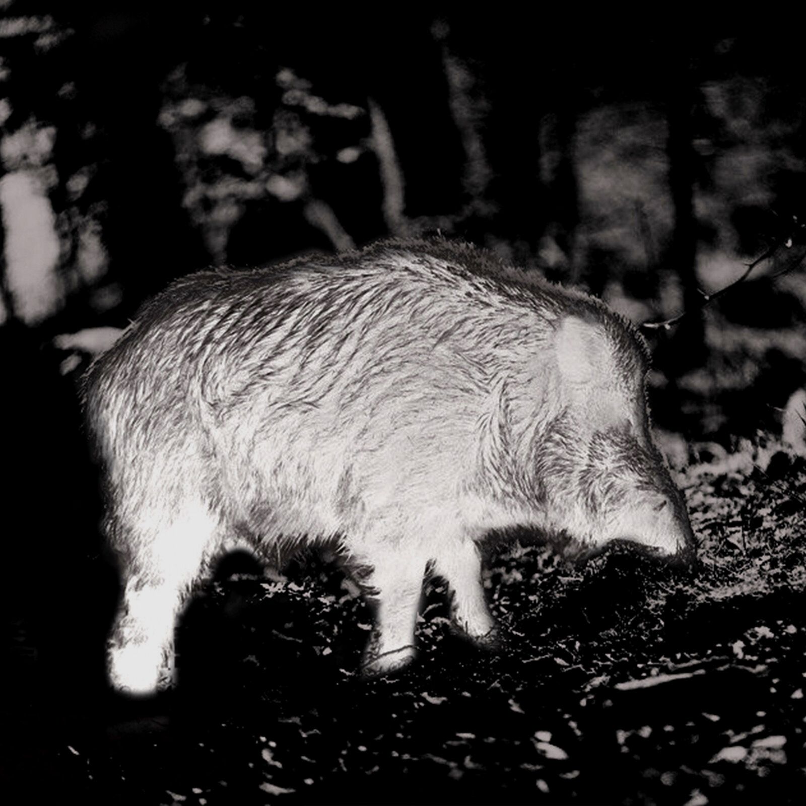 PARD PARD Predator 640 LRF warmtebeeld voorzetapparaat