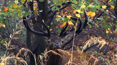 Rotwildjagd im Oktober mit Felix Jagdmomente