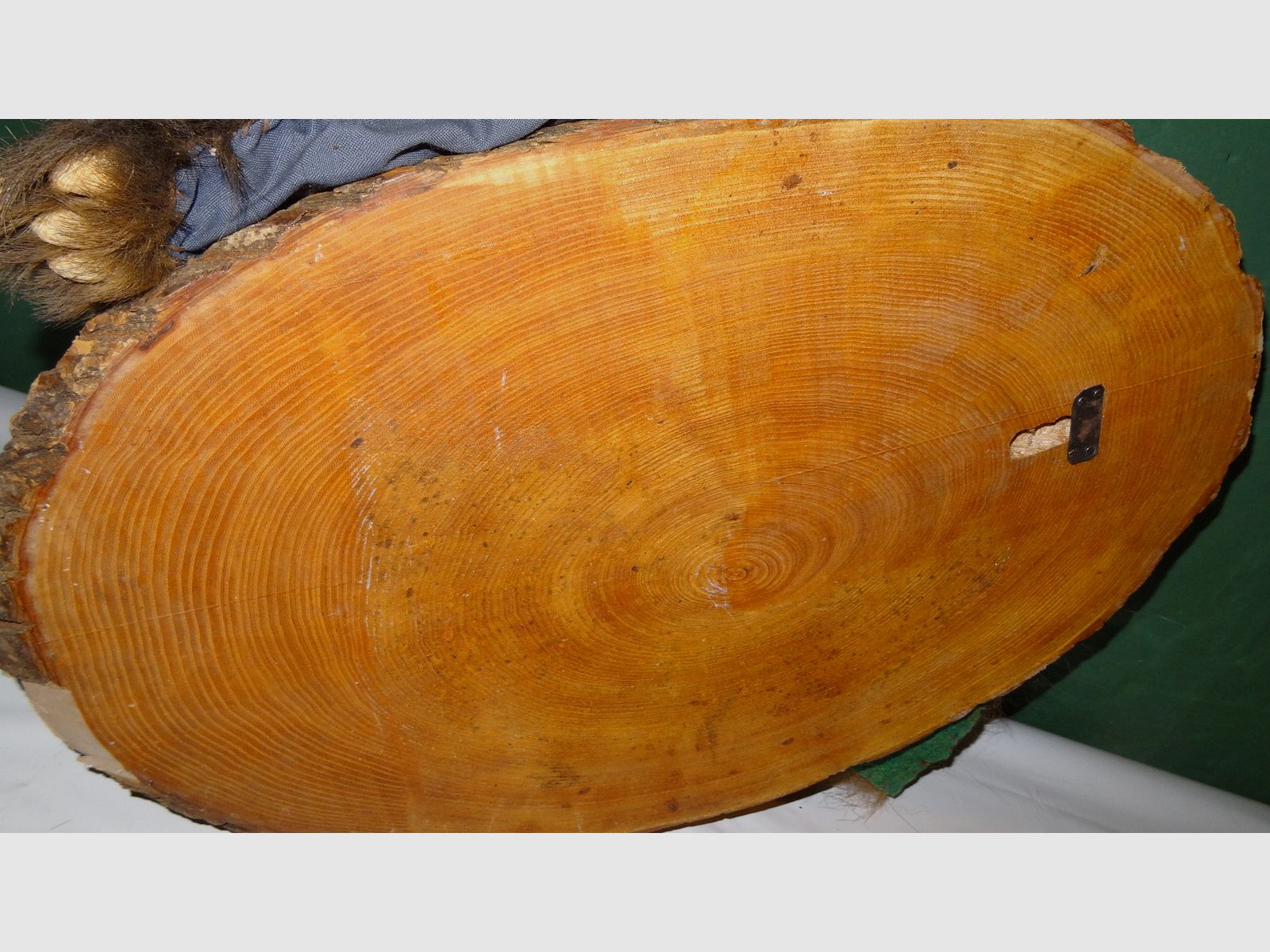 Cabeza de oso, trofeo, preparación como herencia, años 80, decoración