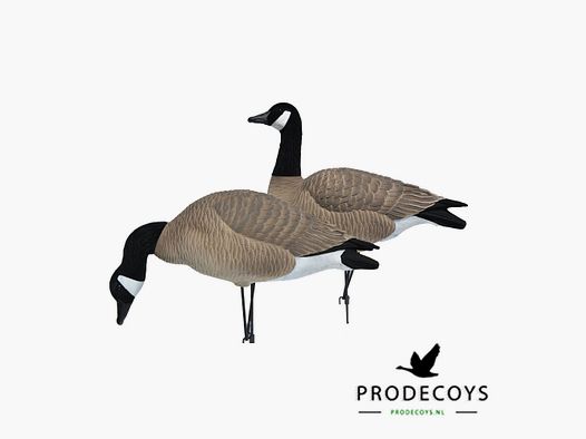 Prodecoys Elite Series señuelos de ganso canadiense Full Body – juego de 6