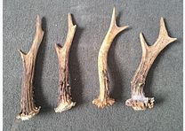 4 pieces of deer antlers