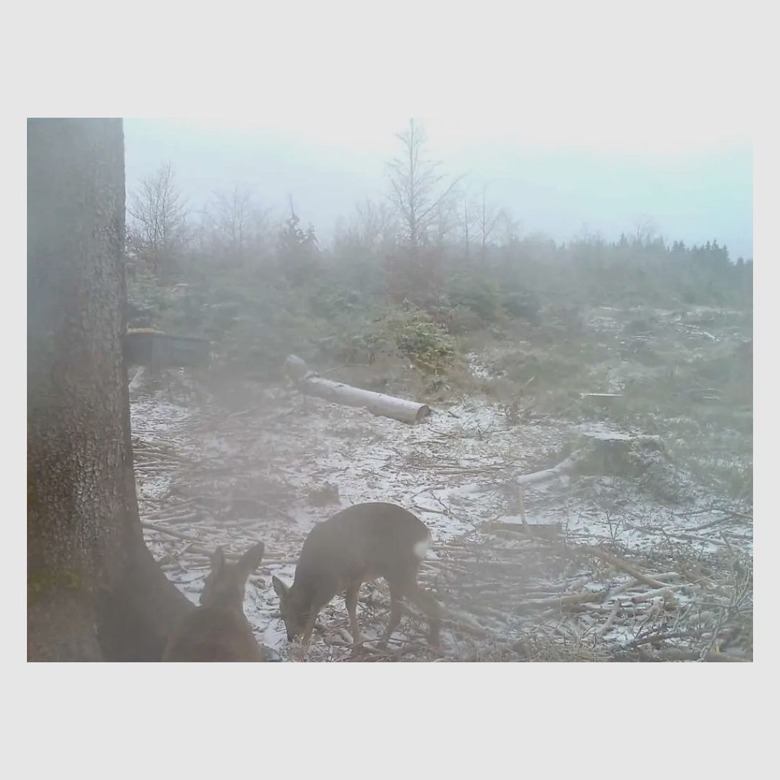 ICU Cam 5 Wildkamera