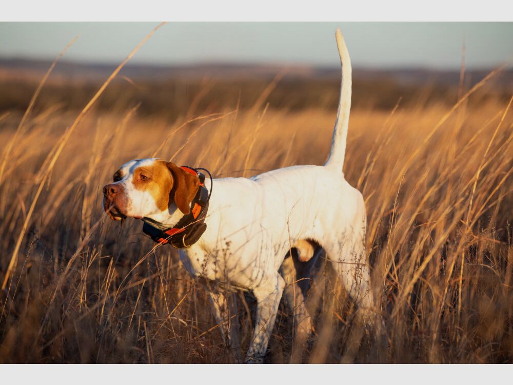 Garmin Garmin Alpha® LTE - localizzazione cani