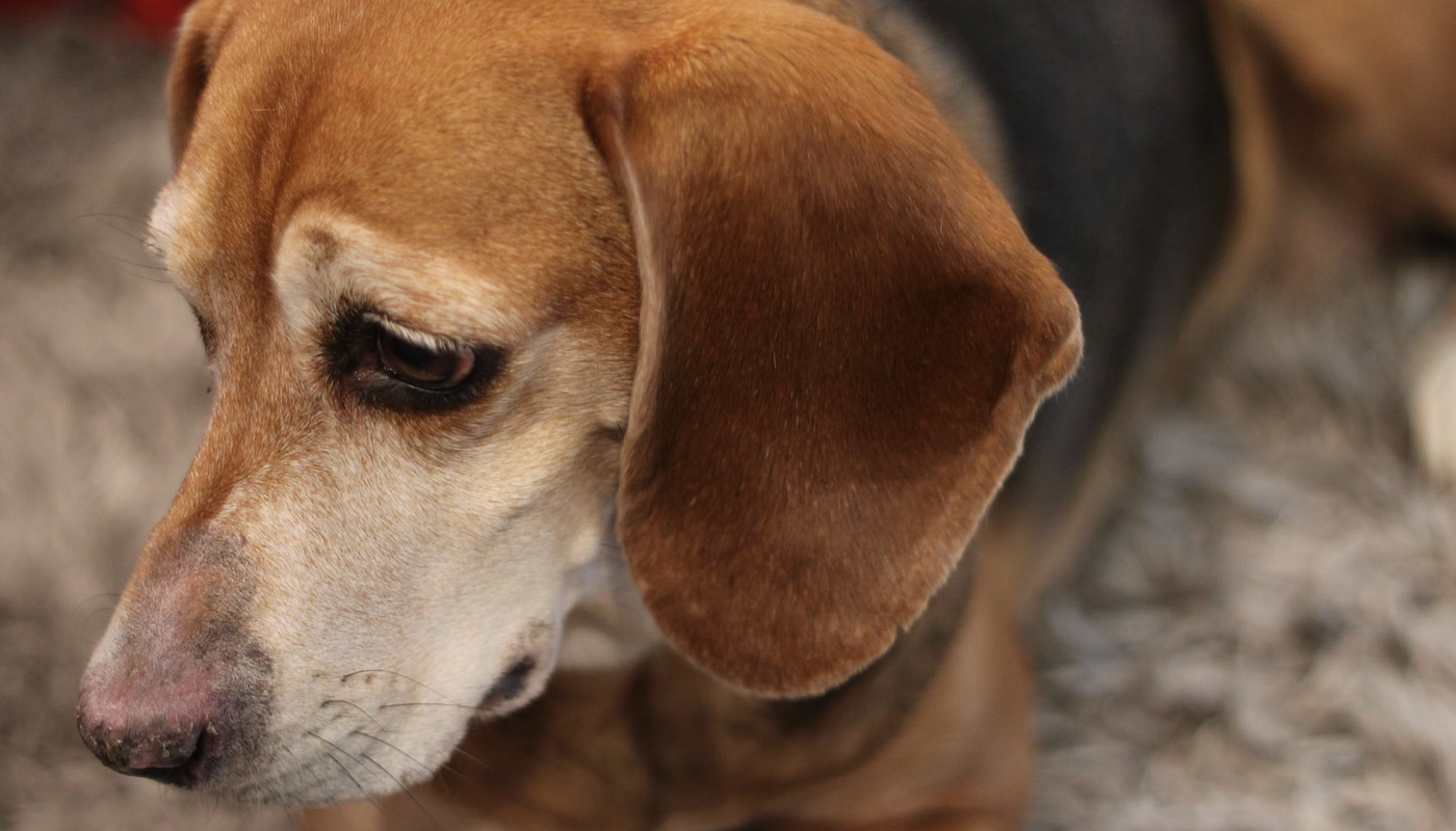 Mein Hund hat Verstopfung - und nun?