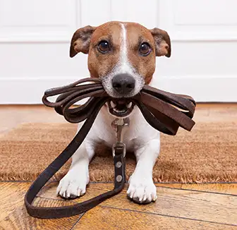 Wie man Hunde an die Leine gewöhnt - Ein ausführlicher Guide
