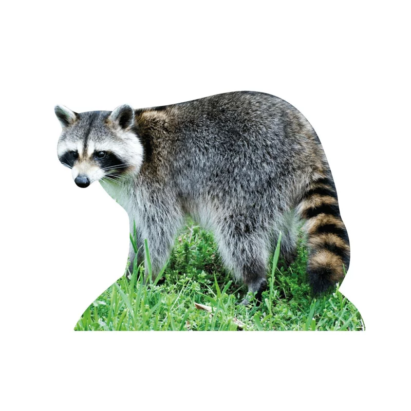 Animal Stand Raccoon