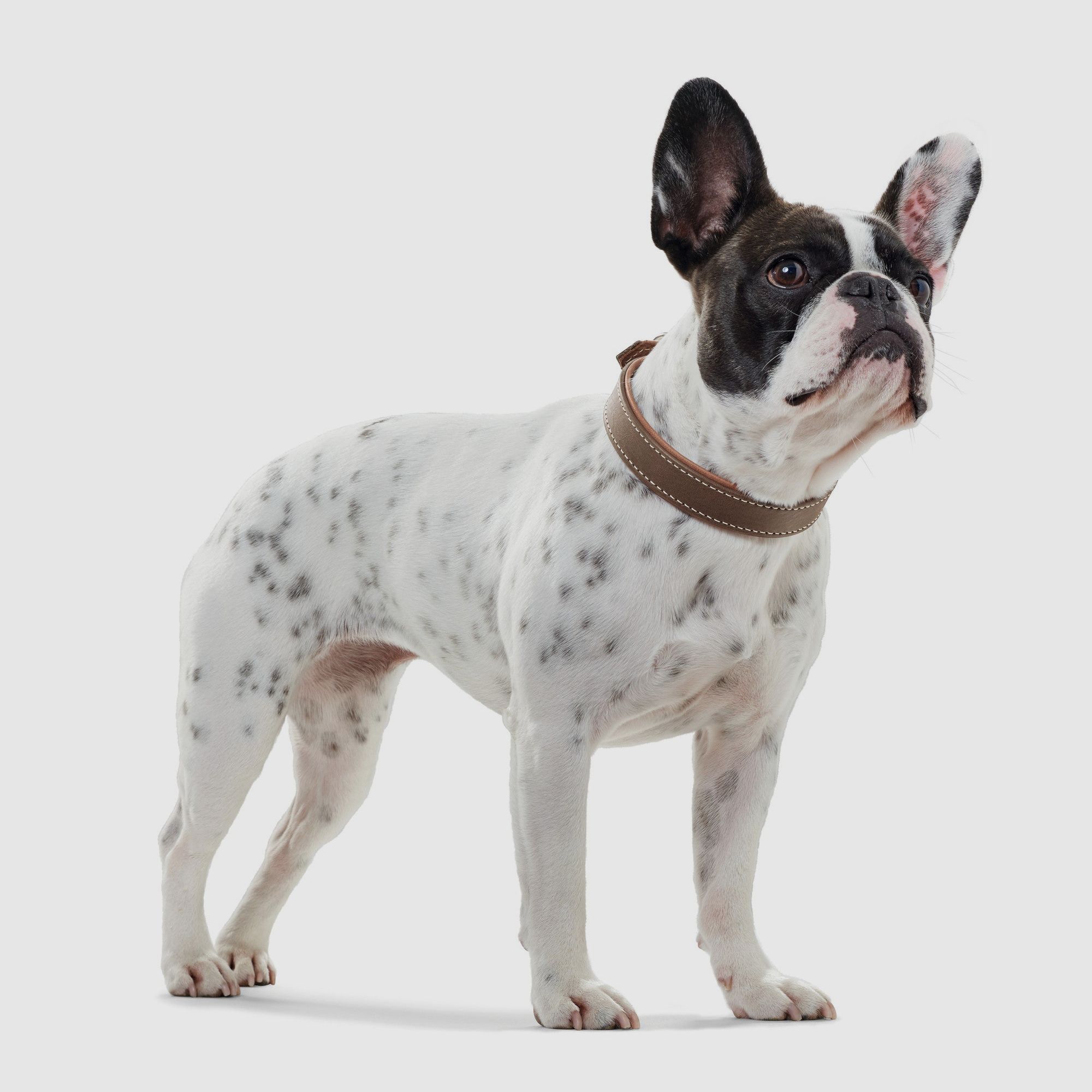 Hunter Halsband Porto