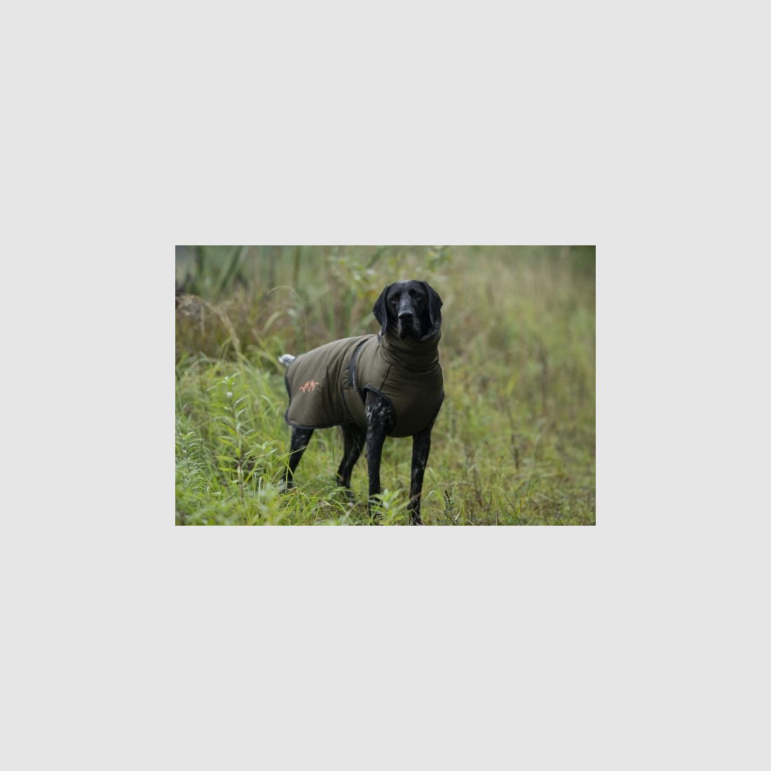 Blaser dog poncho - Color: Olive, image 3 of 6