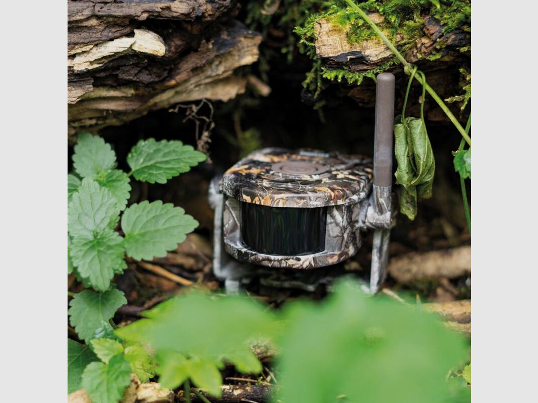 Dörr Funk-Wildbewegungsmelder Set HA-300 camouflage