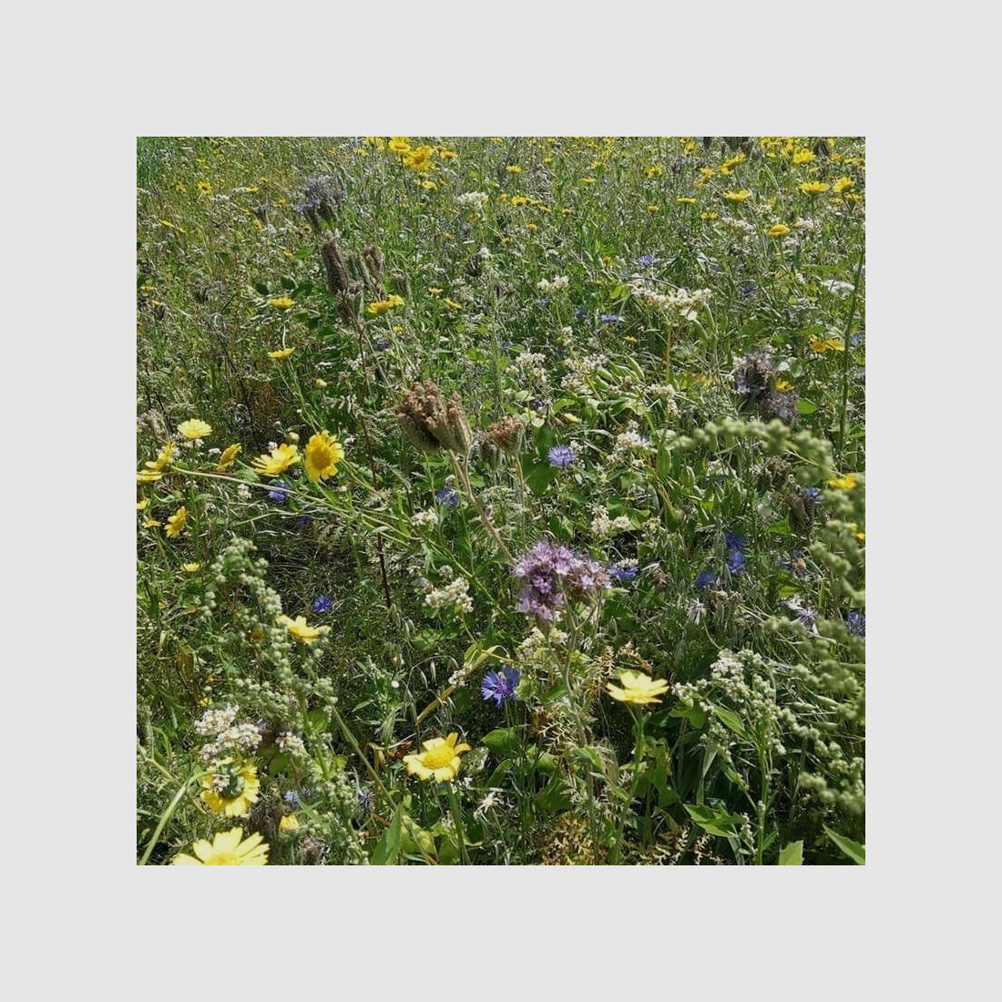 Biotopmischung Rehwild Winterfit – 5 kg, Bild 1 von 2