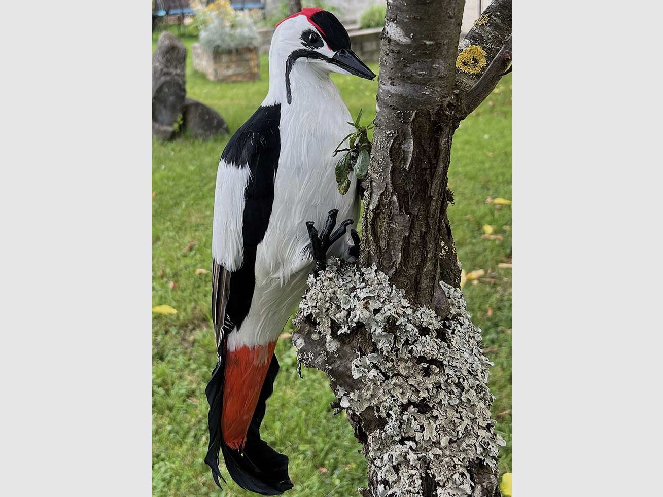 Pic épeiche à plumes