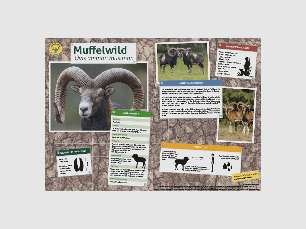 Lernort Natur-Tiertafel DIN A3 Muffelwild