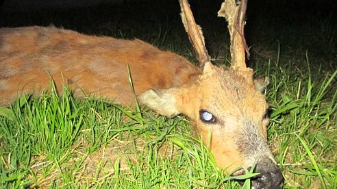 Bock Jagd 2014 - roebuck,  hunting, deer, rådyr, jakt,