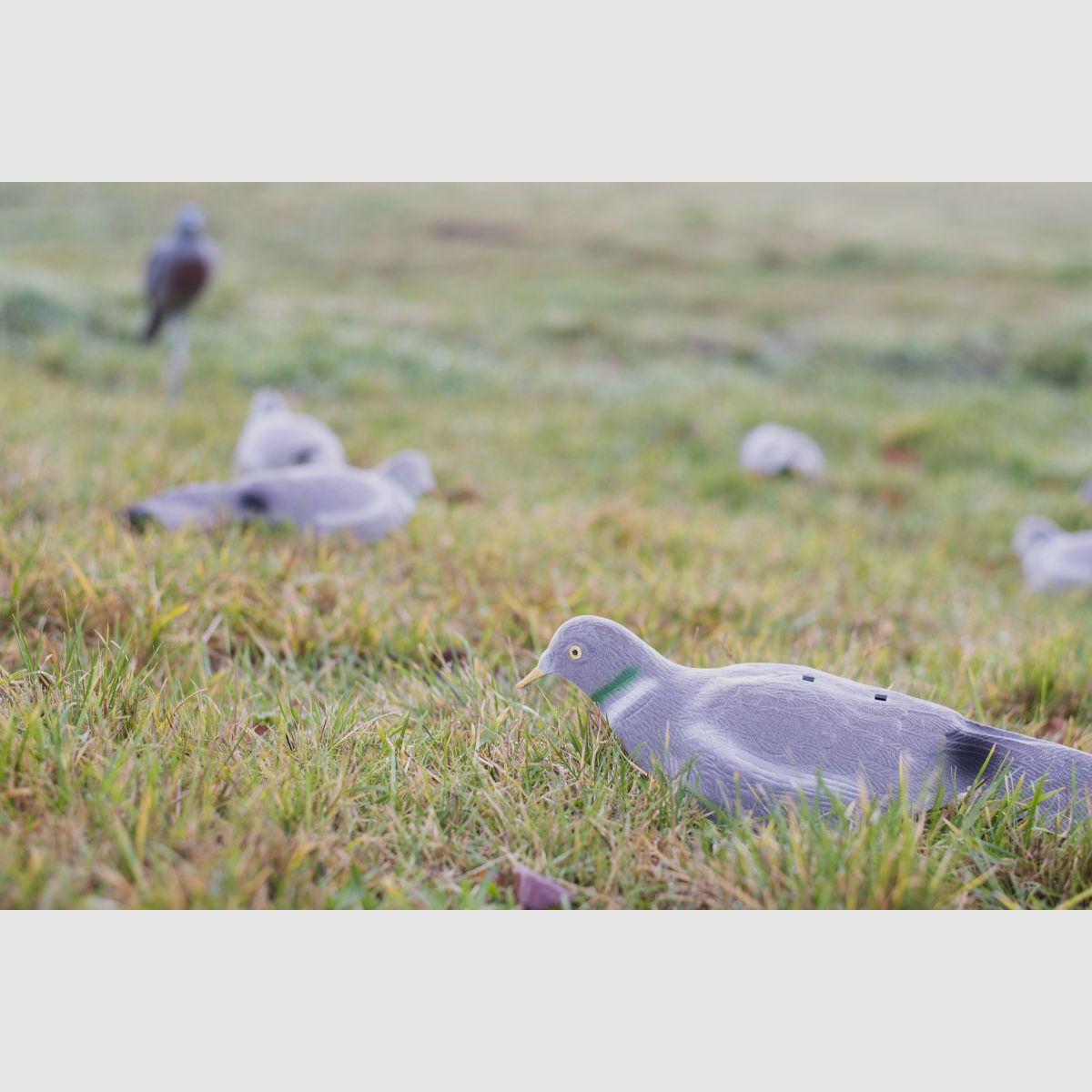 LOCKTAUBE half shell hollow dove flocked with earth spike
