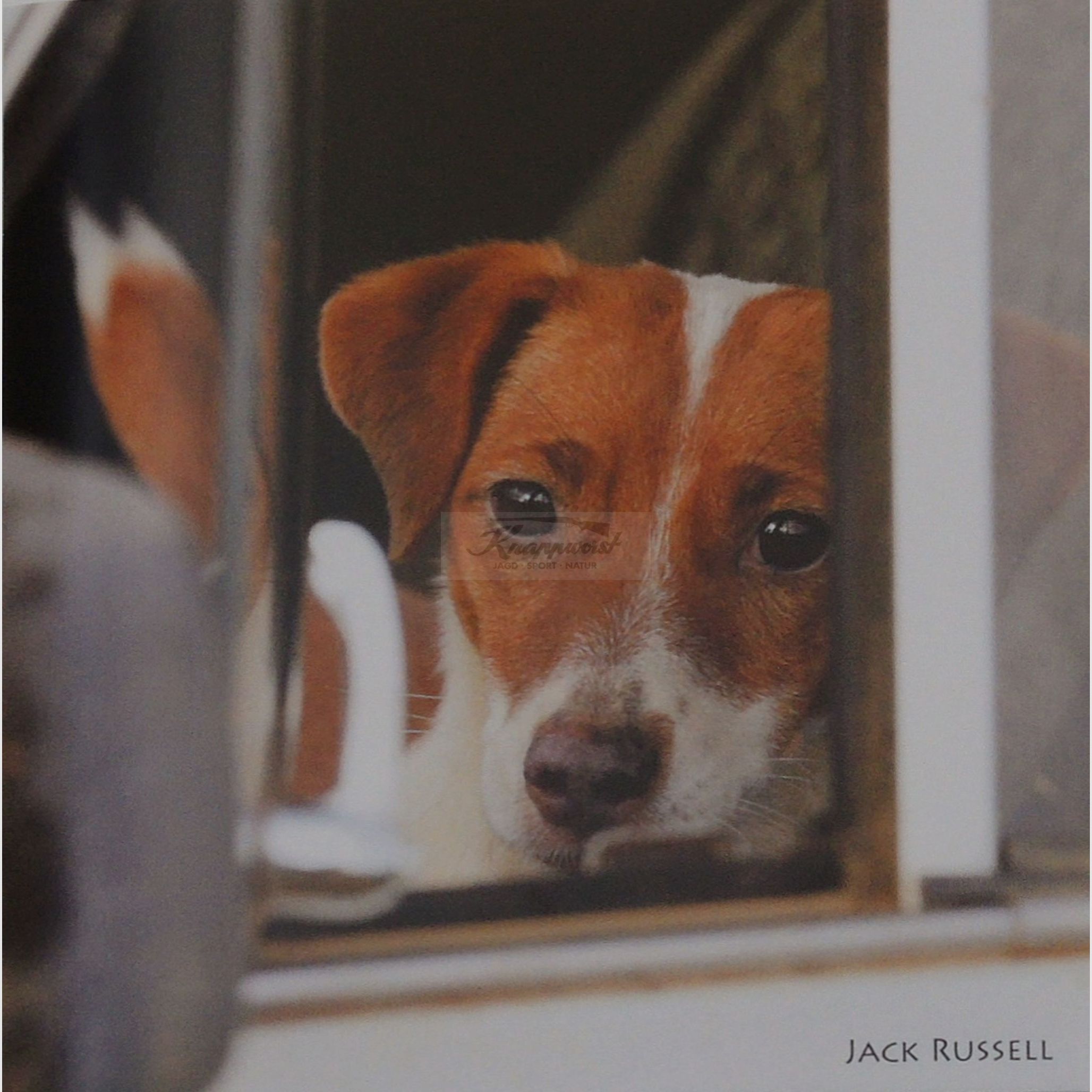 Grußkarte Tierruf Jack Russell