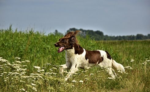 Welche Prüfungen braucht mein Jagdhund