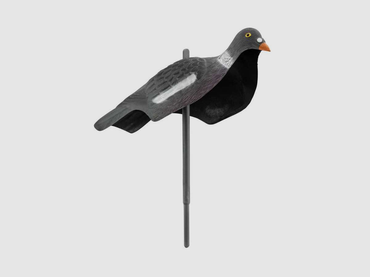 Appelant pigeon anglais, image 2 sur 2