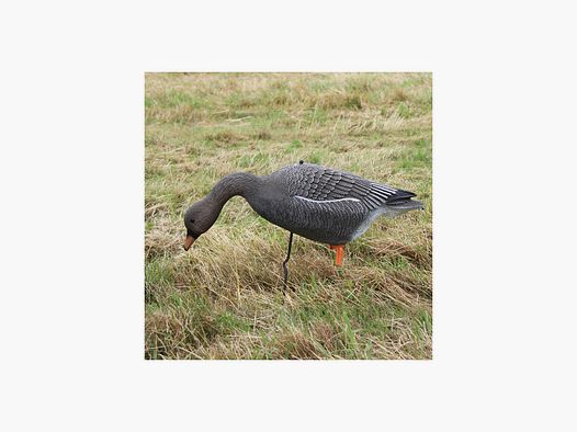 Oche di semina Lockvogel