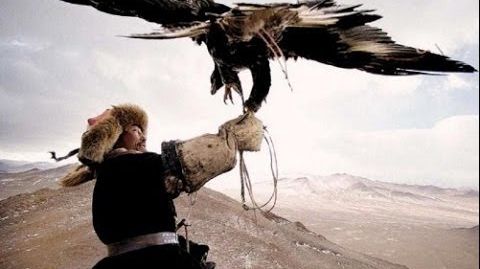 CACCIANDO - Caccia in Mongolia,  Eagles vs Wolves amazing hunt