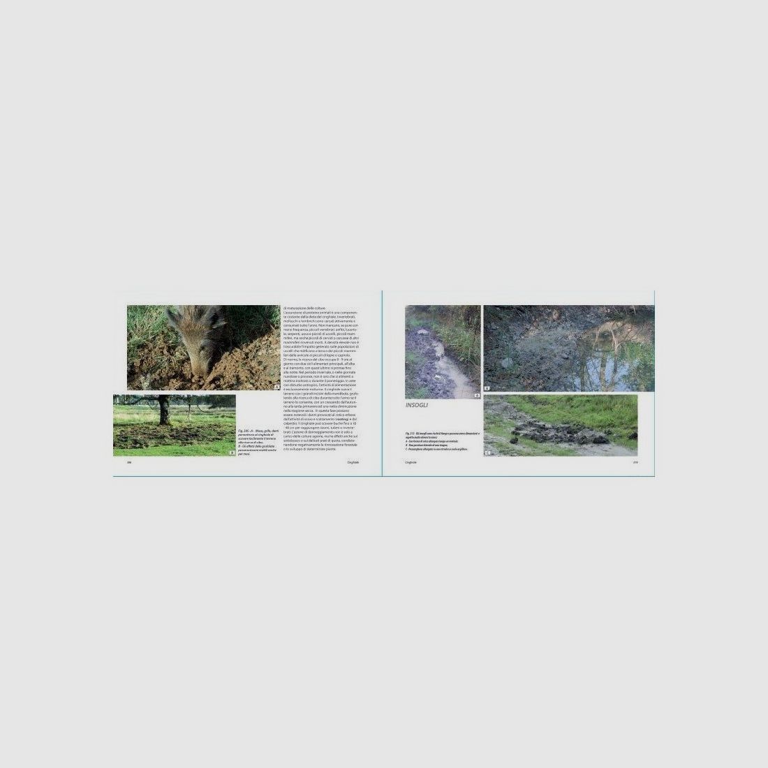 Hirsche: Reh, Hirsch, Damwild, Mufflon und Wildschwein, Bild 6 von 9