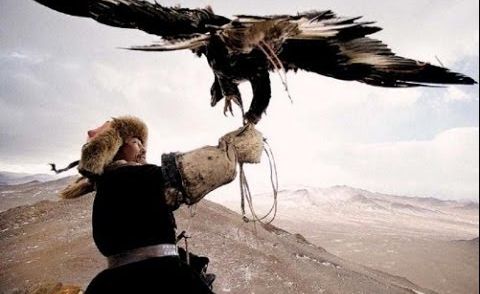 CACCIANDO - Caccia in Mongolia,  Eagles vs Wolves amazing hunt