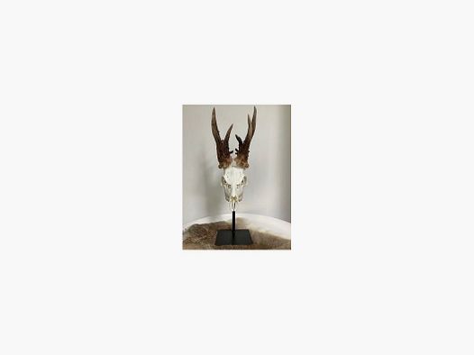 Steun voor hert of gemsbok trofee